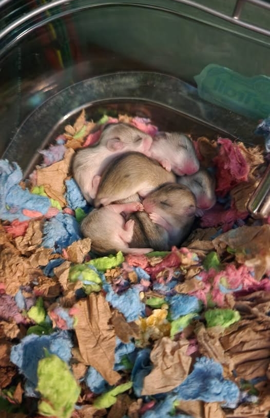 Baby Hamsters