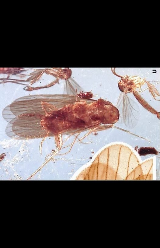 CockRoach