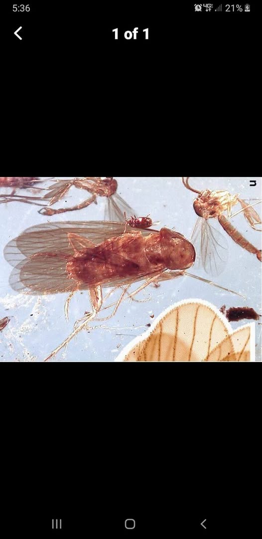 CockRoach
