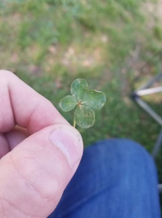 Four Leaf Clover - 1
