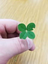 Four Leaf Clover - 2 - Clover