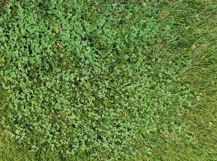 Four Leaf Clover - 2 - Patch