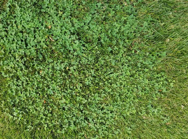 Four Leaf Clover - 2 - Patch